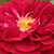 Crvena  - Floribunda ruže - Bordeaux ®